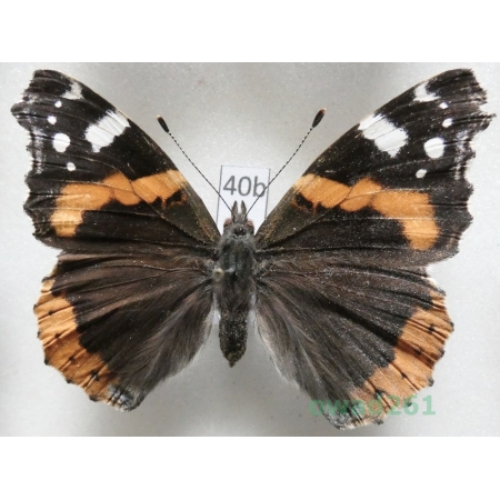 Vanessa atalanta (Linnaeus, 1758) Czech40b